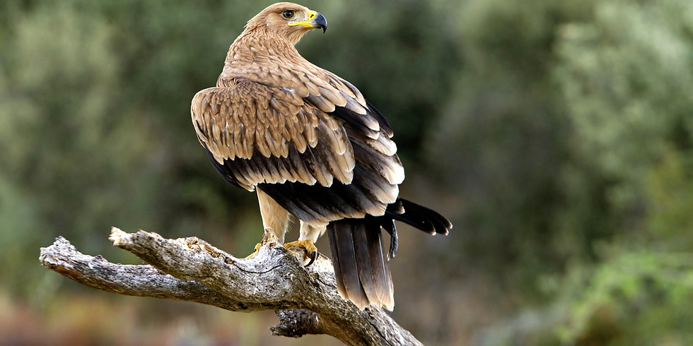 CLUBLIFE and Ella Present: Ella's Avian Experience