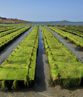 Algae Farm