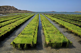 Algae Farm