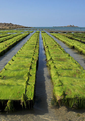 What iodine is and why it matters