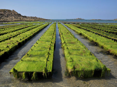 GOAL co-invests MUR 3m in Sealife Organics Ltd