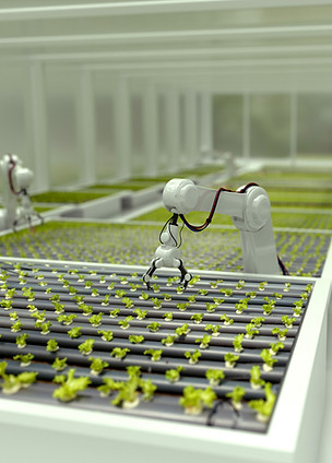 Lettuce-Farming Robots