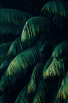 Tropical Palm Leaves