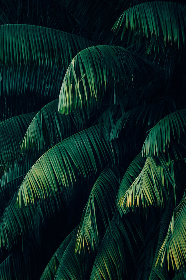 Palm Trees