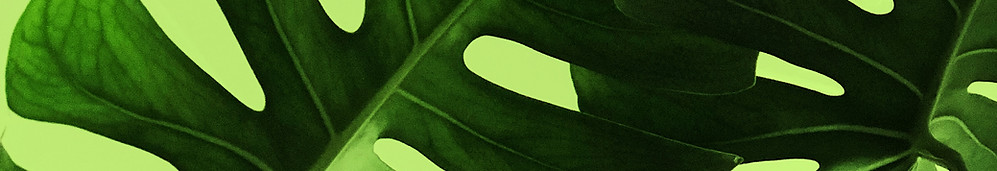 Tropical Leaves