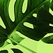 Les feuilles tropicales