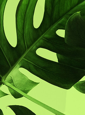 Tropical Leaves