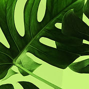Tropical Leaves