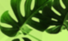 Tropical Leaf Closeup