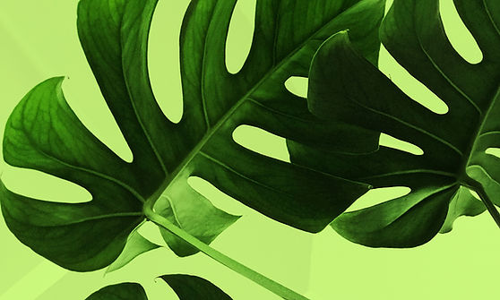 Tropical Leaf Closeup