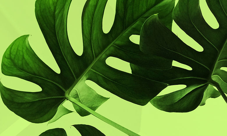 Tropical Leaves