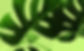 Tropical Leaves