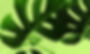 Tropical Leaves