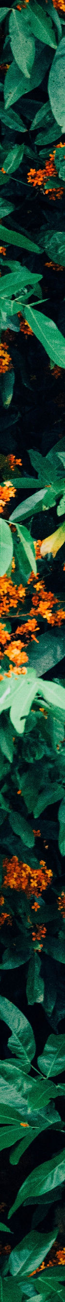 Orange Flowers
