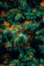 ashoka tree in bloom