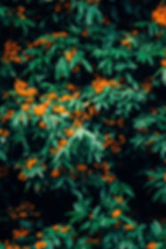 Fleurs d'oranger