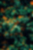 Orange Flowers