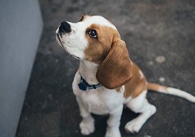 Cute Beaglier