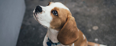 Cute Beaglier