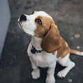Cute Beaglier