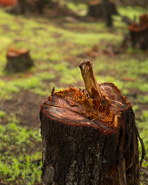 Shrub & Tree Removal