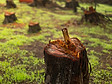 Chopped Tree Trunk