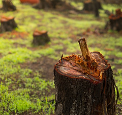 Chopped Tree Trunk