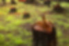 Tree Stump Close-Up