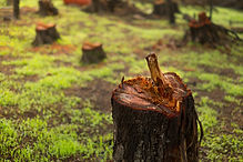 Tree Stump Close-Up