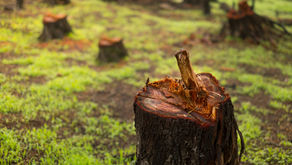 The Importance of Staying Rooted in Christ: A Lesson from Cutting Down a Tree