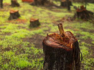 Tree Stump