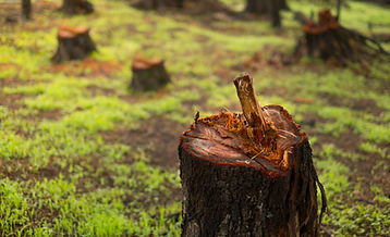 Chopped Tree Trunk