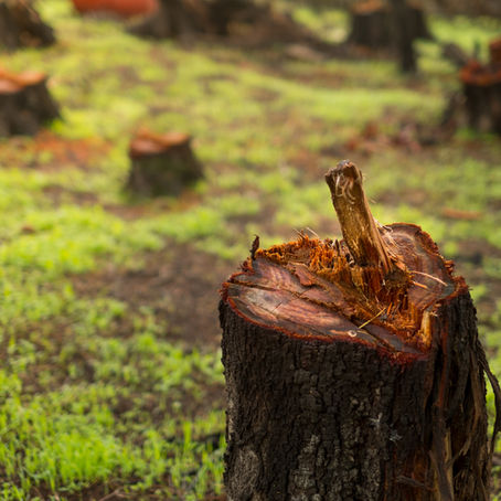 The Importance of Staying Rooted in Christ: A Lesson from Cutting Down a Tree