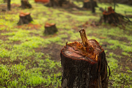 Gros plan d'une souche d'arbre