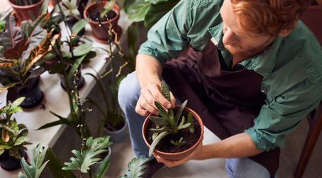 Winter Plant Care