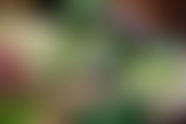 Tout savoir sur le chou : variétés, bienfaits nutritionnels et idées recettes