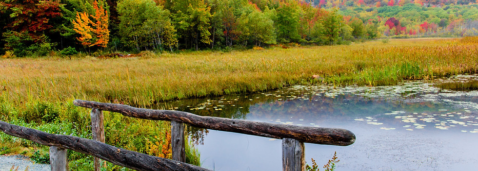 Autumn Forest Bridge
