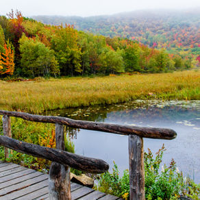 Adding nature to our daily lives