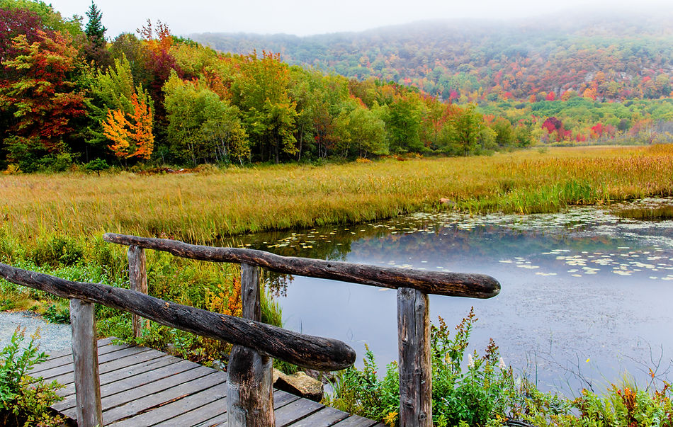 Autumn Forest Bridge