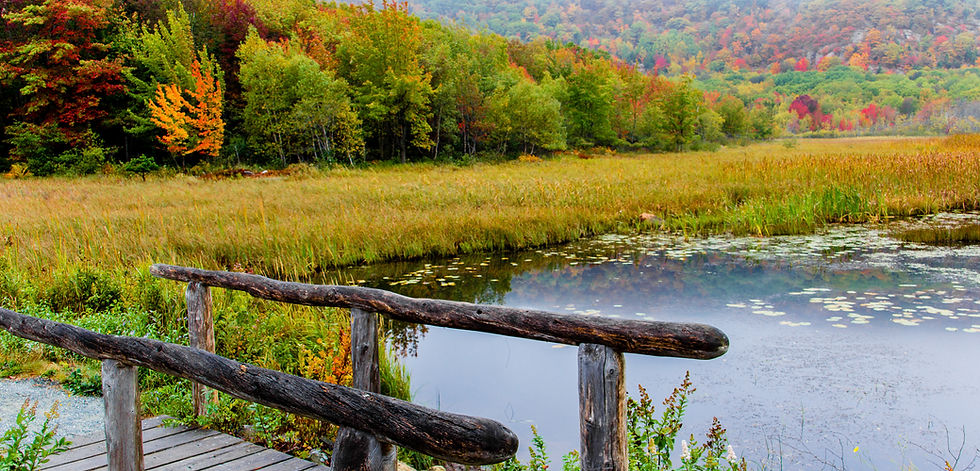 Bosque de otoño