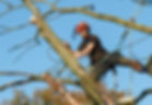 Forester male  working at height in a tree