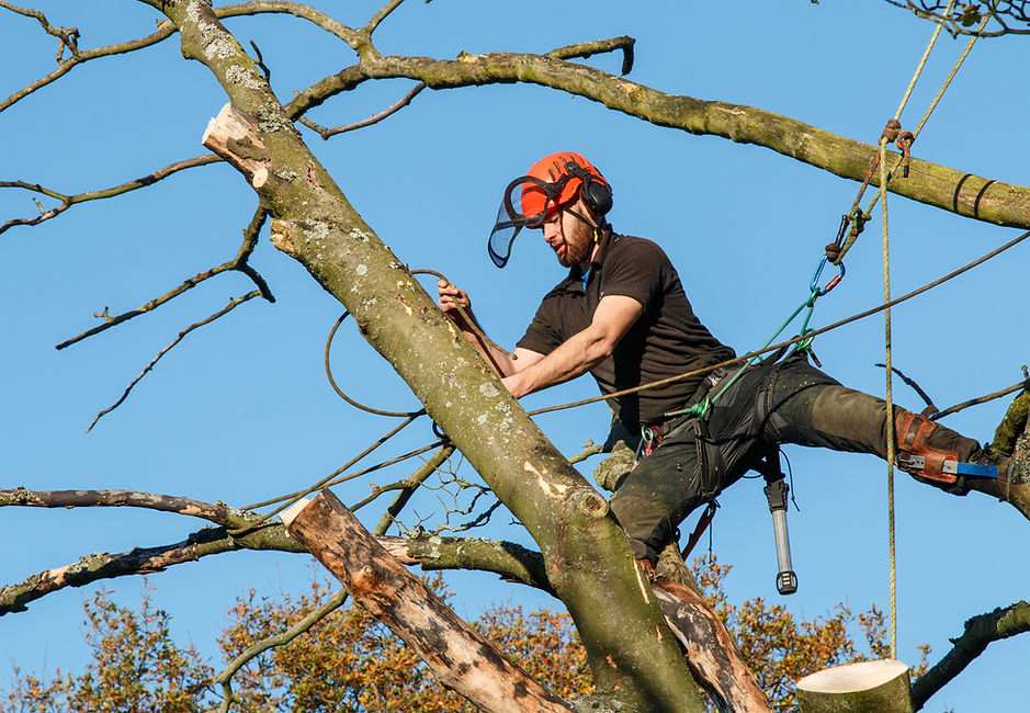 A tree surgeon using a chainsaw while secured to a branch