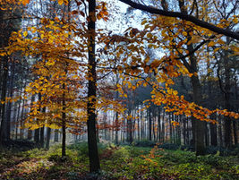 The 20-Minute Rule: How Nature Recalibrates a Stressed Brain