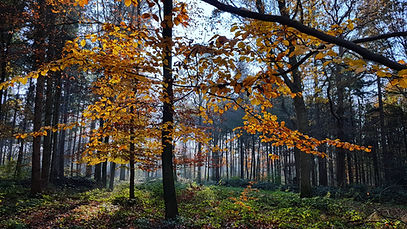 Bos in herfst