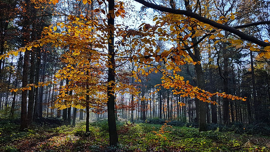 Bos in herfst