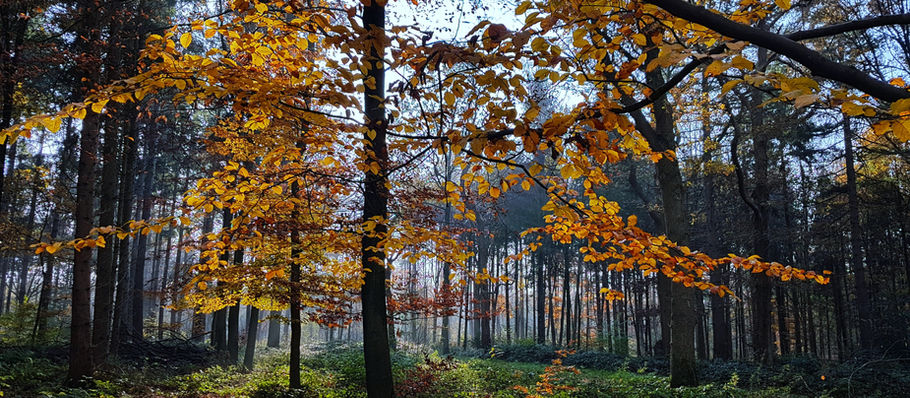 ESG: How Can Any Businesses Benefit from Implementing an ESG Strategy?