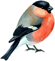 Ilustración colorida de camachuelo