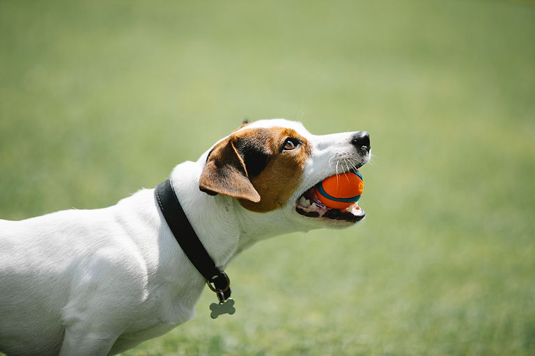 Jouer à Fetch