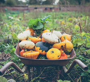 Zelfgekweekte Squash