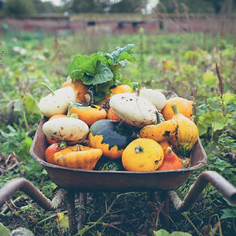 Harvested Garden Produce